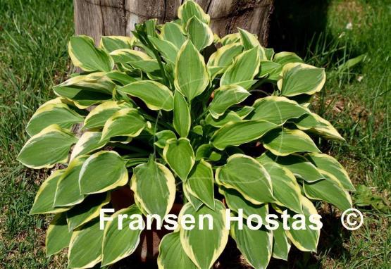 Hosta Ops